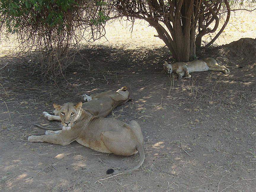 Wildlife Camp