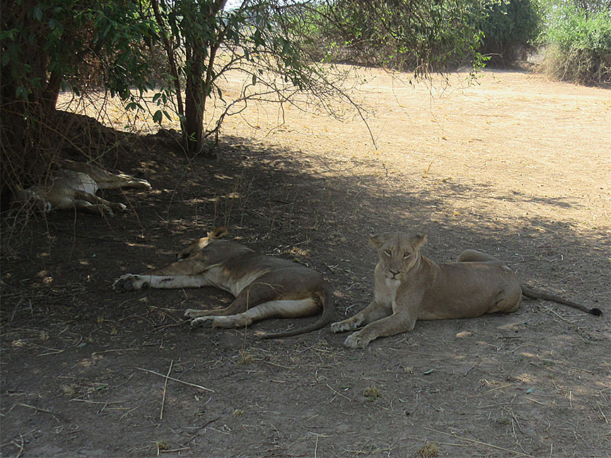 Wildlife Camp