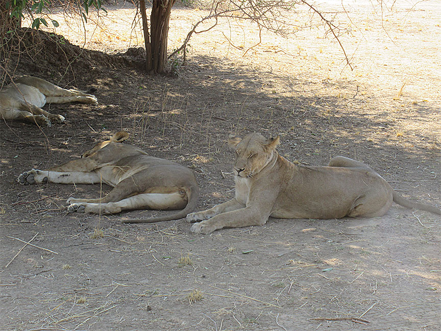 Wildlife Camp