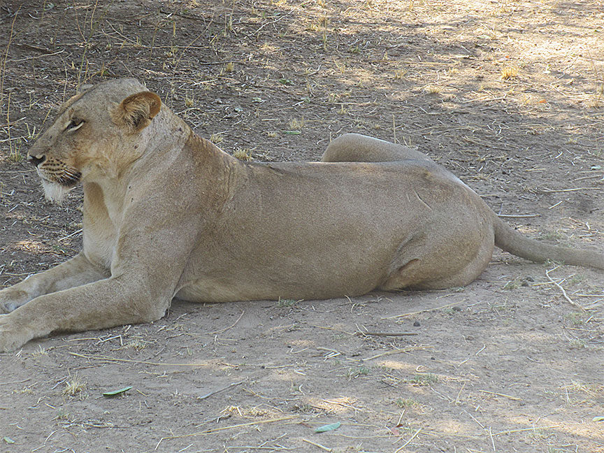 Wildlife Camp