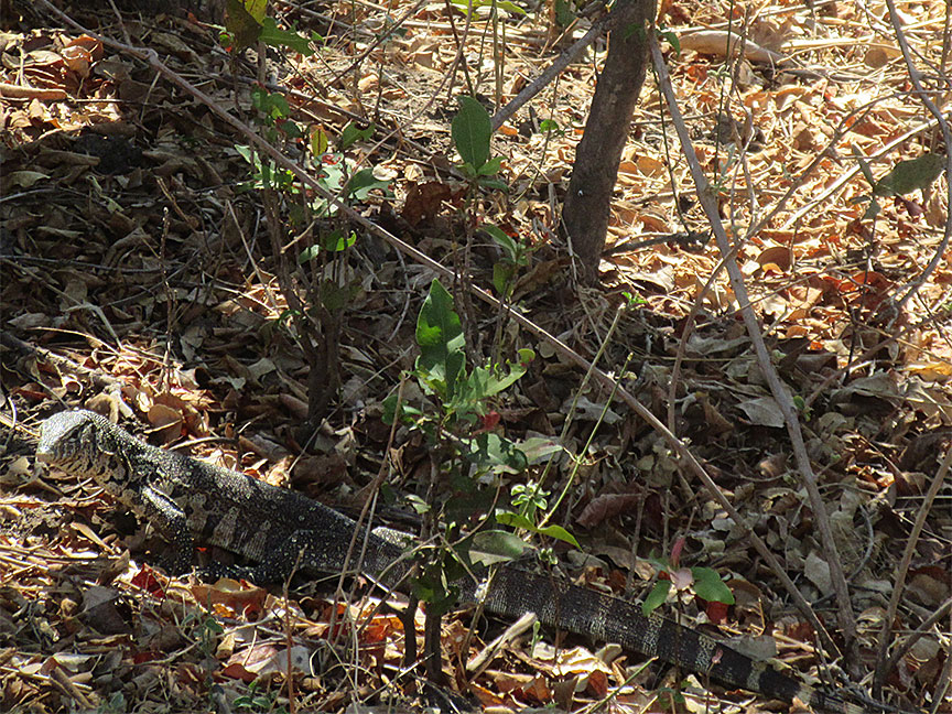 Wildlife Camp