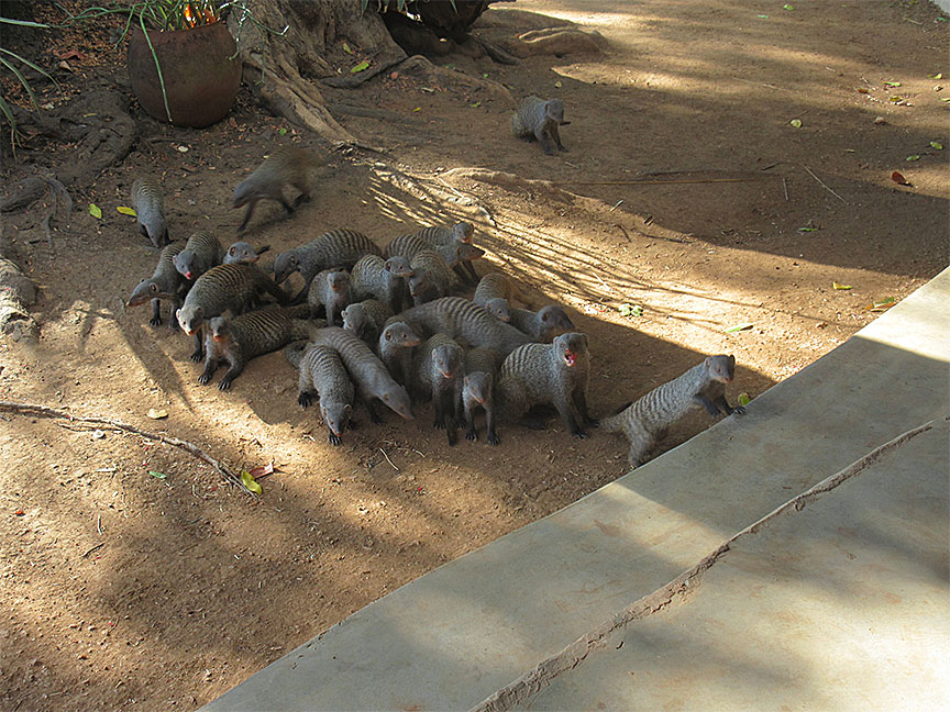 Wildlife Camp