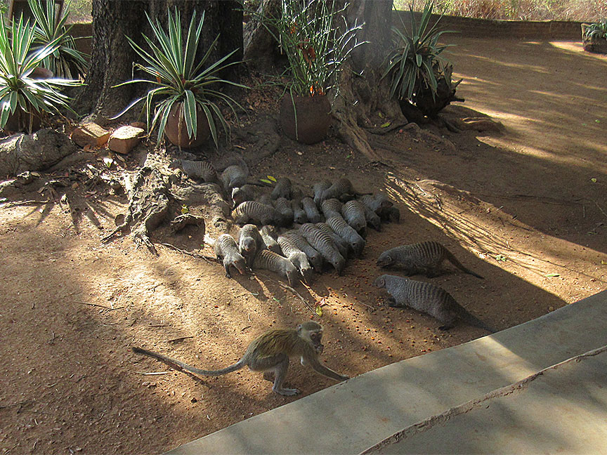 Wildlife Camp