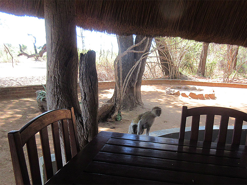 Wildlife Camp