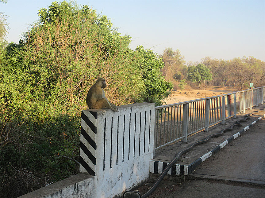 Wildlife Camp
