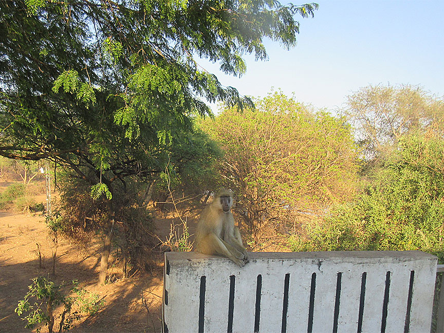 Wildlife Camp
