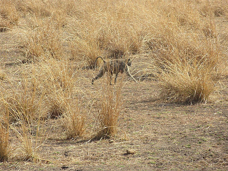 Wildlife Camp