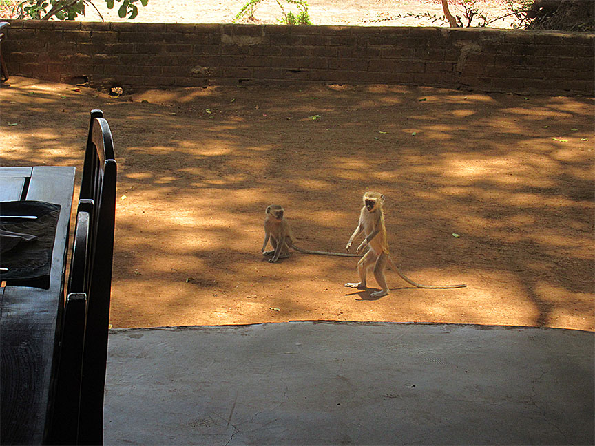 Wildlife Camp