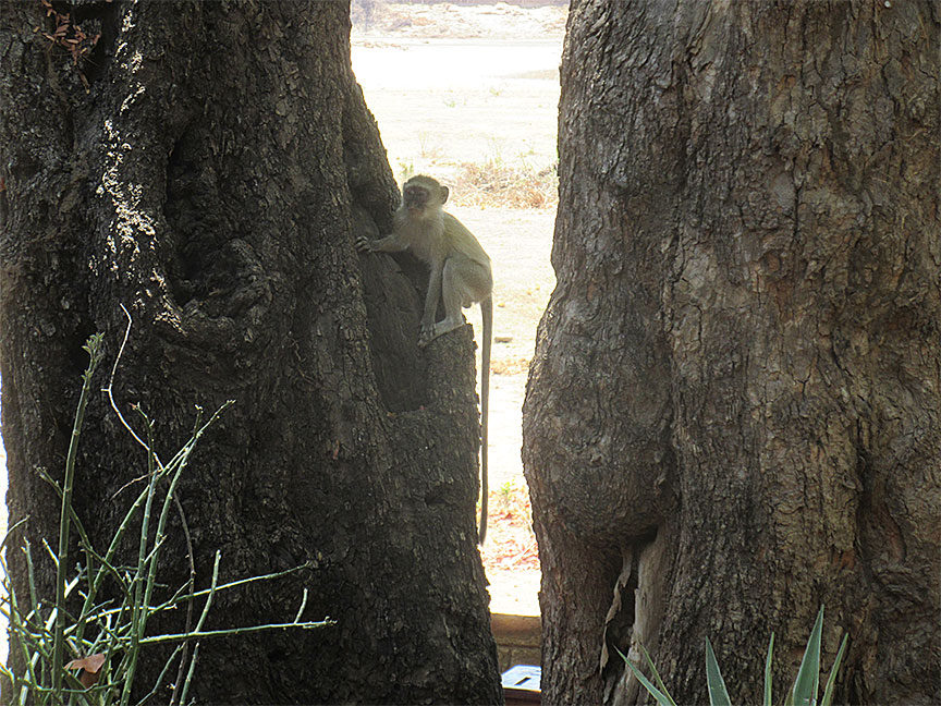 Wildlife Camp
