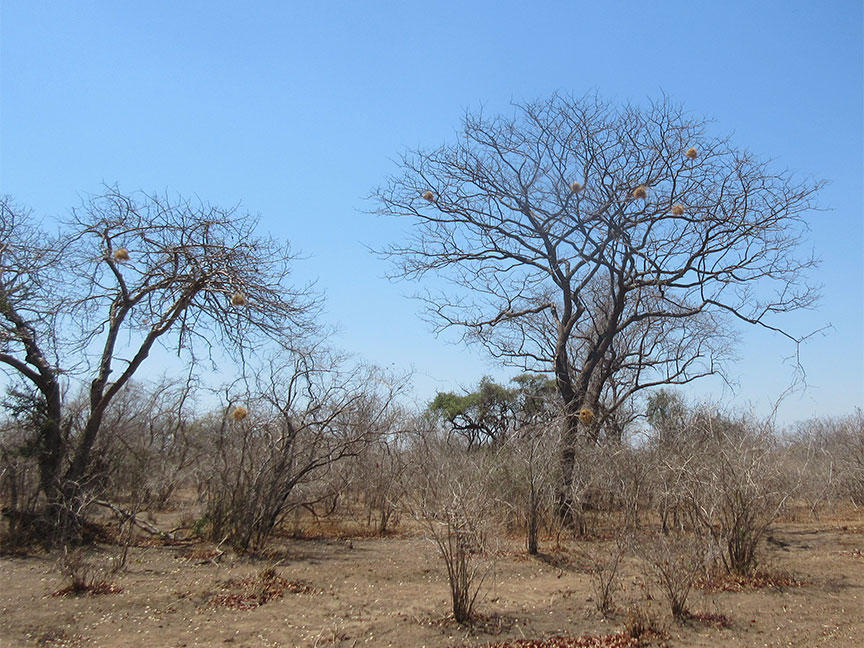 Wildlife Camp