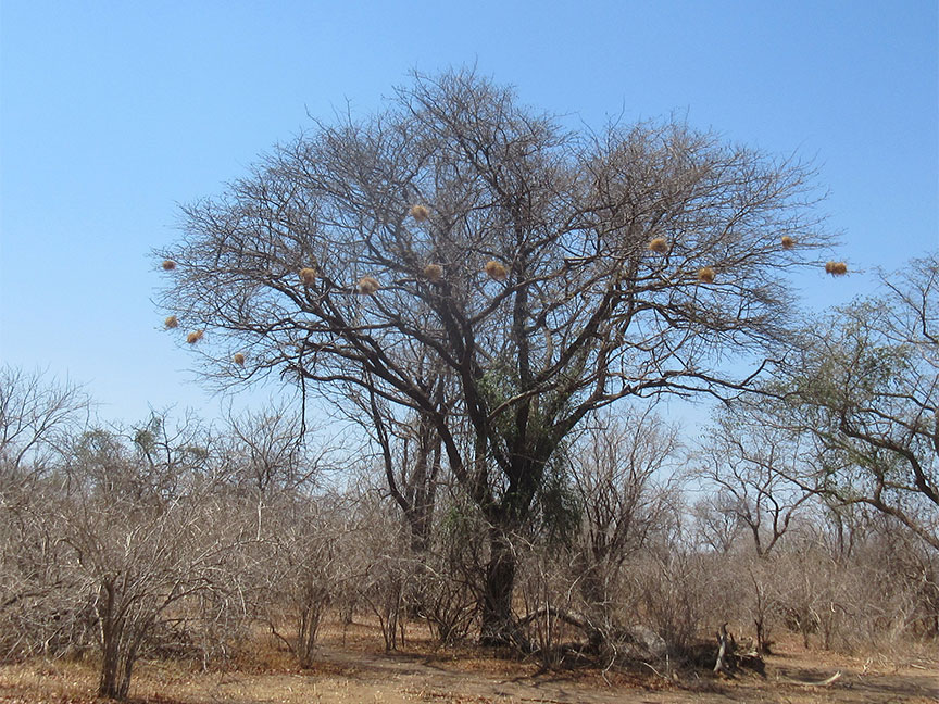 Wildlife Camp