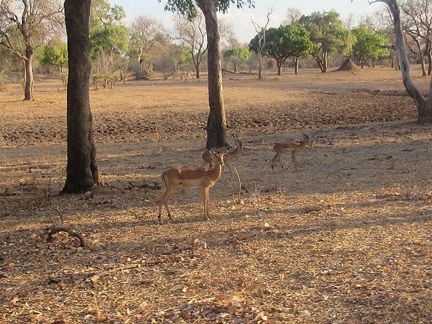 Wildlife Camp