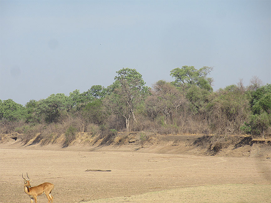 Wildlife Camp