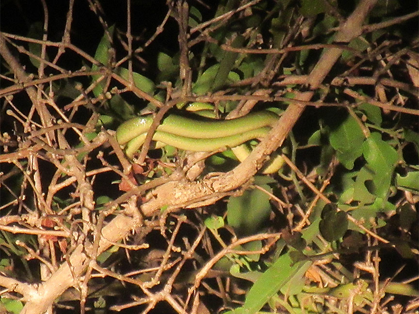 Wildlife Camp