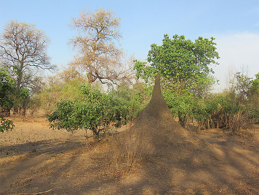 Wildlife Camp