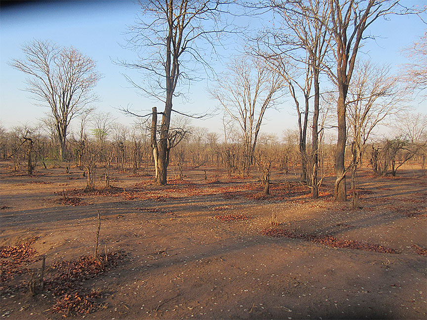 Wildlife Camp