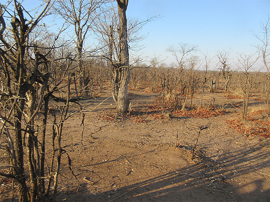Wildlife Camp
