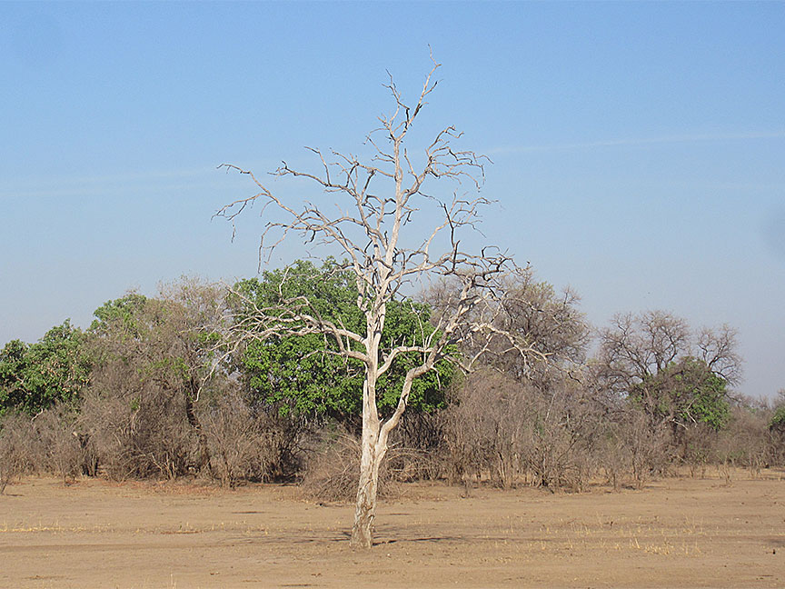 Wildlife Camp