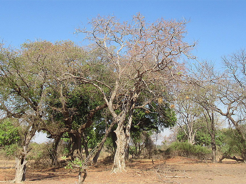 Wildlife Camp