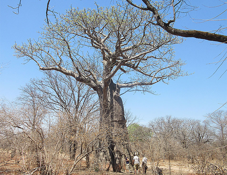 Wildlife Camp