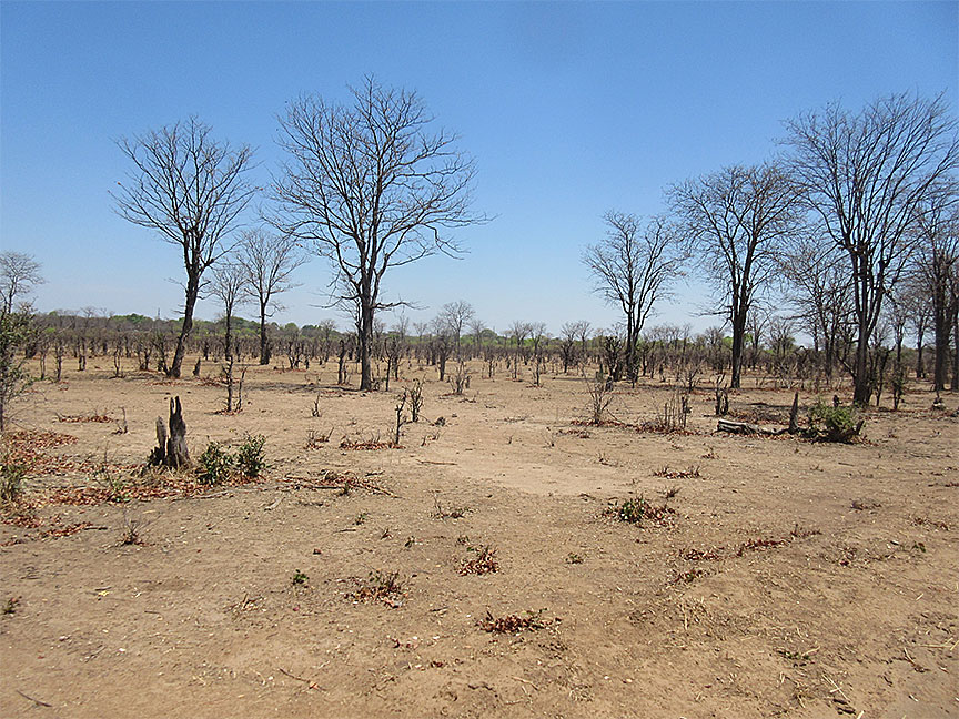 Wildlife Camp