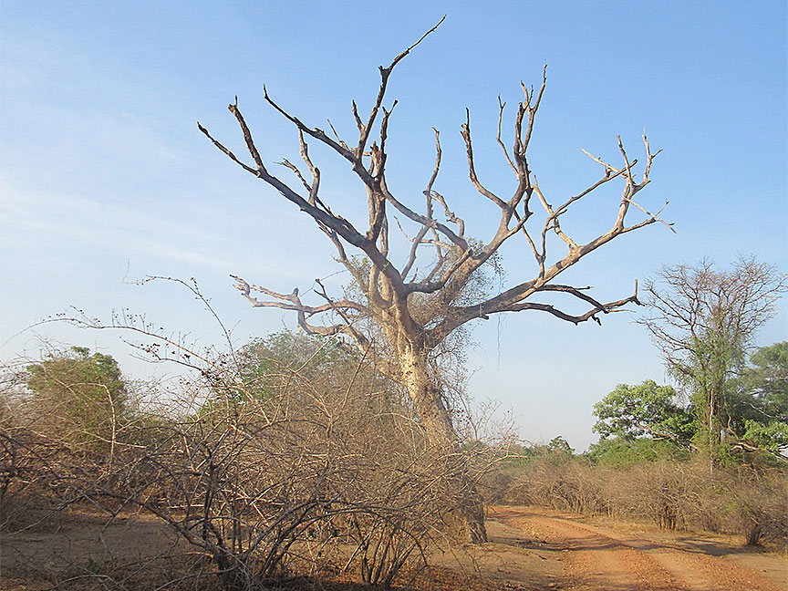 Wildlife Camp