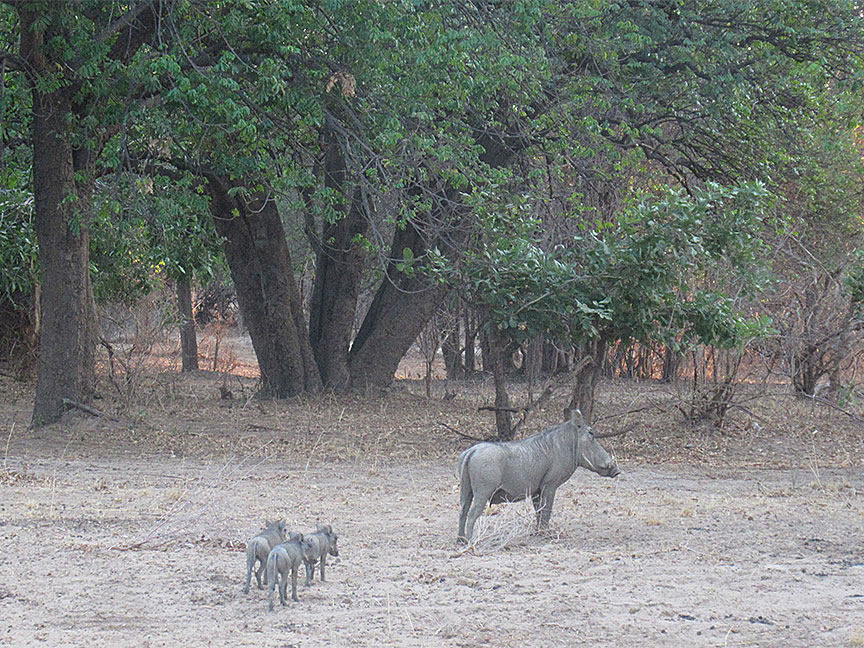 Wildlife Camp