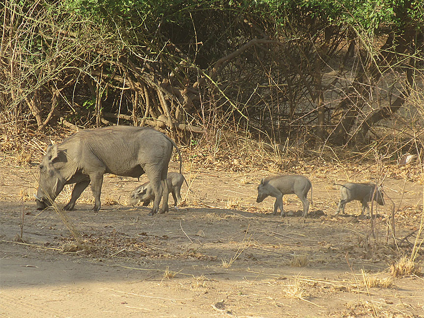 Wildlife Camp