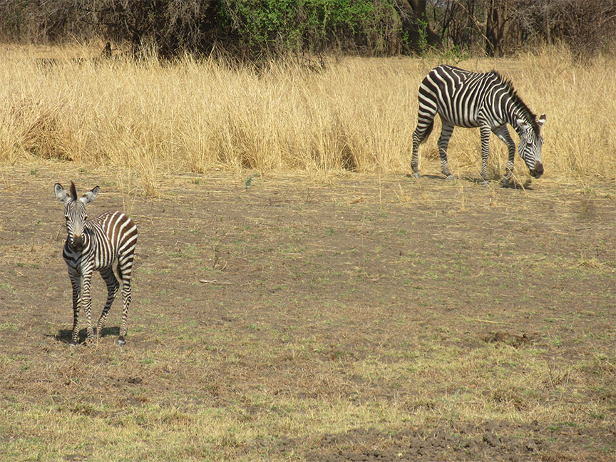 Wildlife Camp
