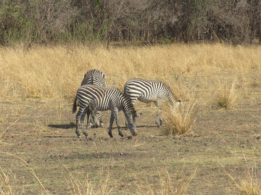 Wildlife Camp