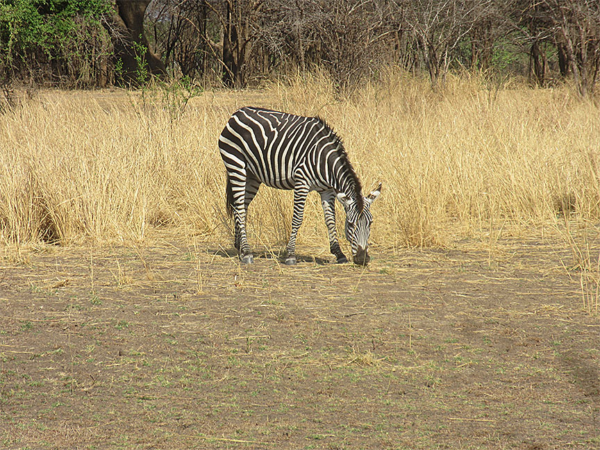 Wildlife Camp