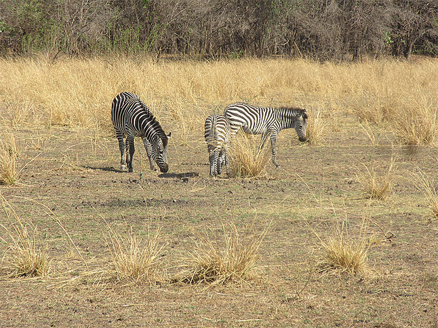 Wildlife Camp