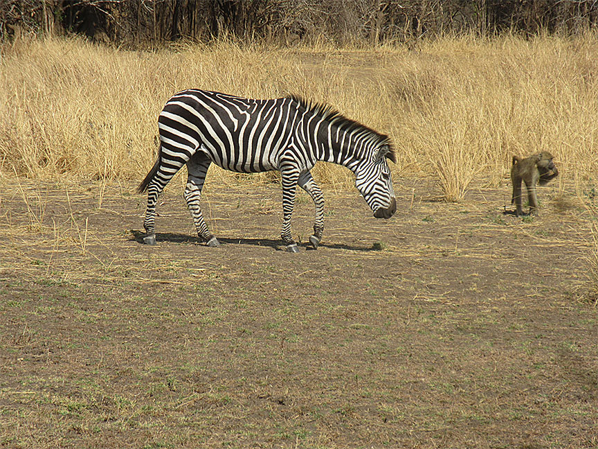 Wildlife Camp