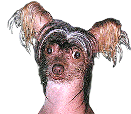 MousseHead