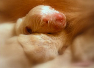 1 day old